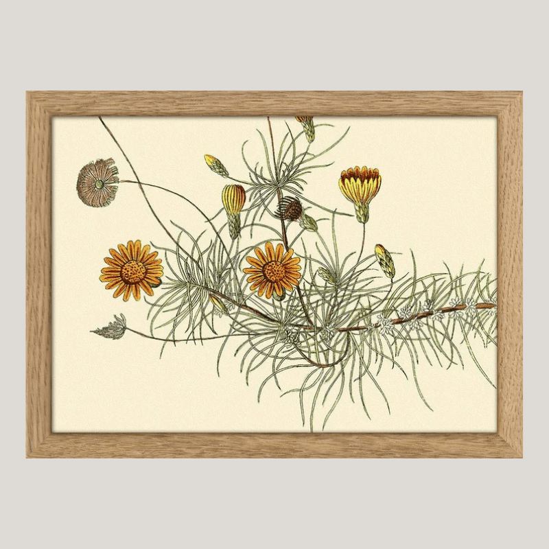 Leysera Gnaphalodes Print in Oak Frame* - OFG 15x21 RC099 - Uneeka