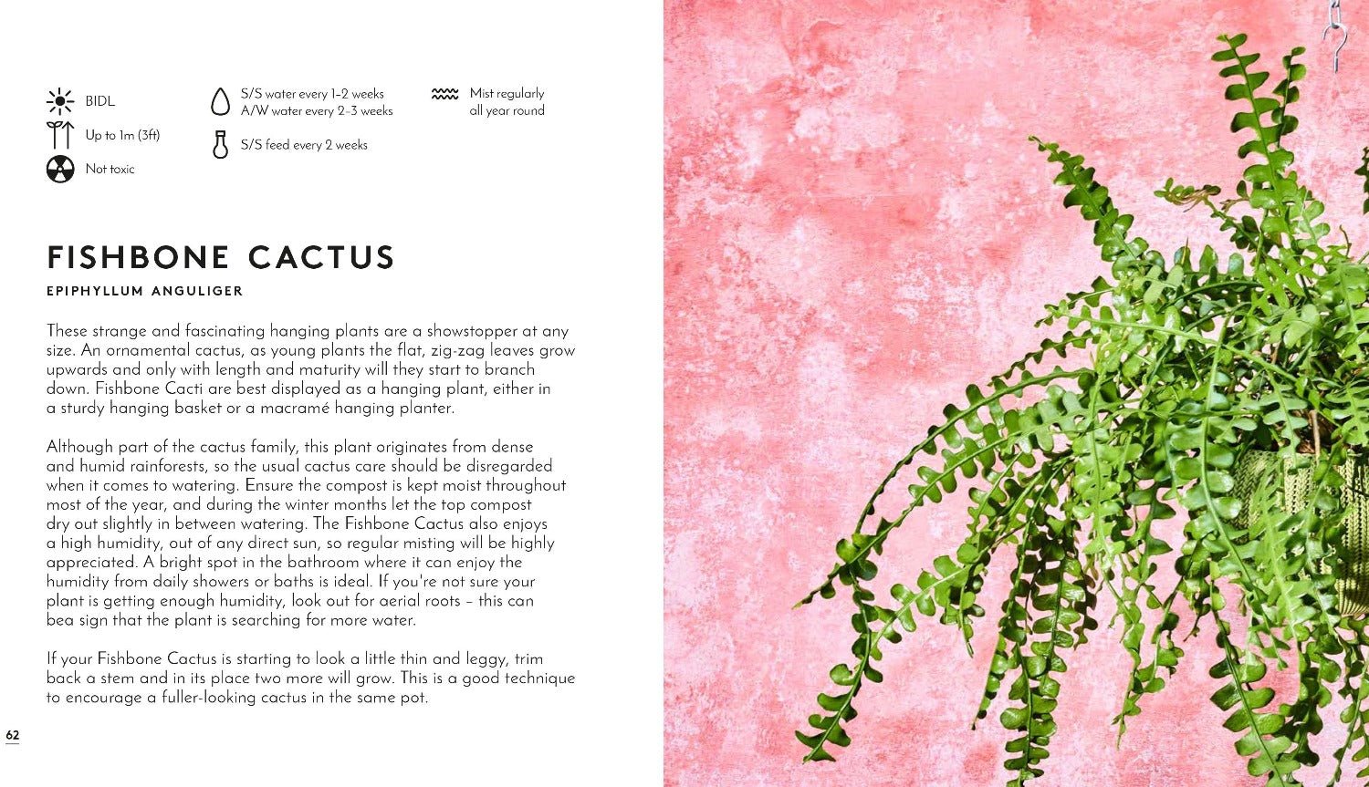 Little Book of Big Plants - B049520 - Uneeka