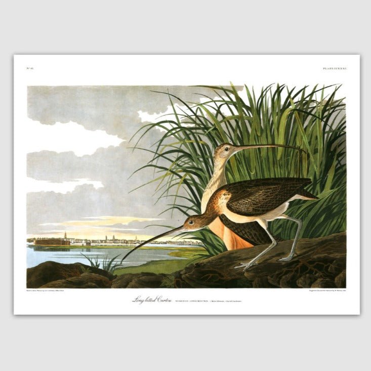 Long Billed Curlew Framed Art Print - 50x70 6518 - Uneeka