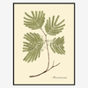 Mexican Orchid Tree Framed Art Print - BFG 50x70 3117 - Uneeka