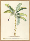 Musa Banana Palm Tree Framed Art Print - OFG 50x70 3705 - Uneeka