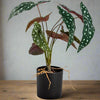 Ornamental Potted Philo Leaf Plant - AF67 - Uneeka