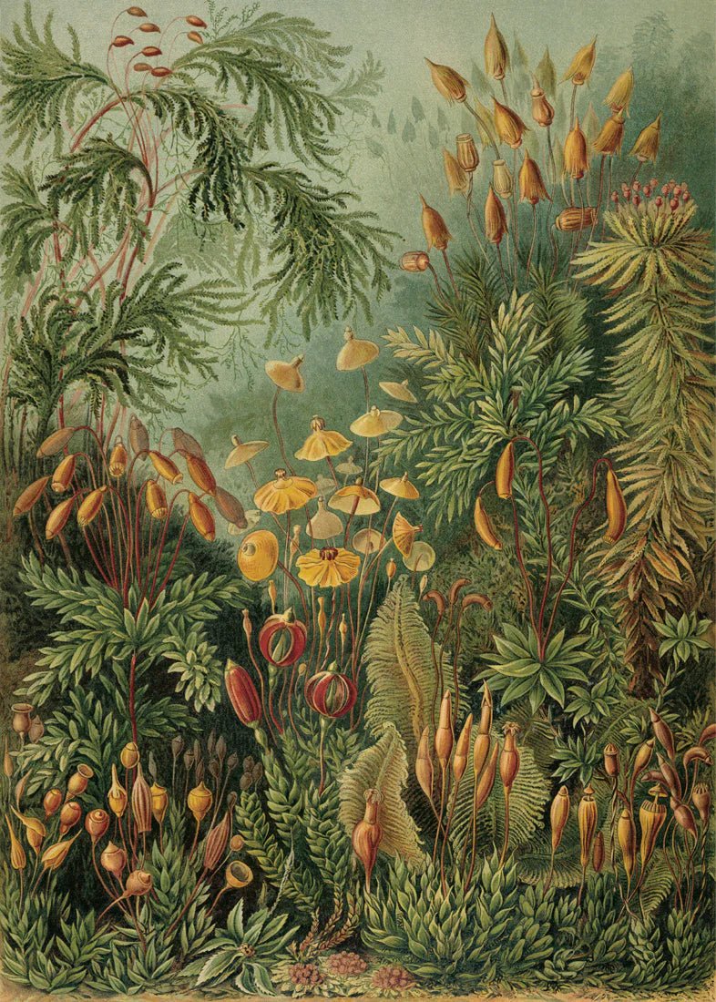Polytrichum Moss Jungle Botanical Framed Print - 30x40 8216 - Uneeka