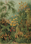Polytrichum Moss Jungle Botanical Framed Print - 30x40 8216 - Uneeka