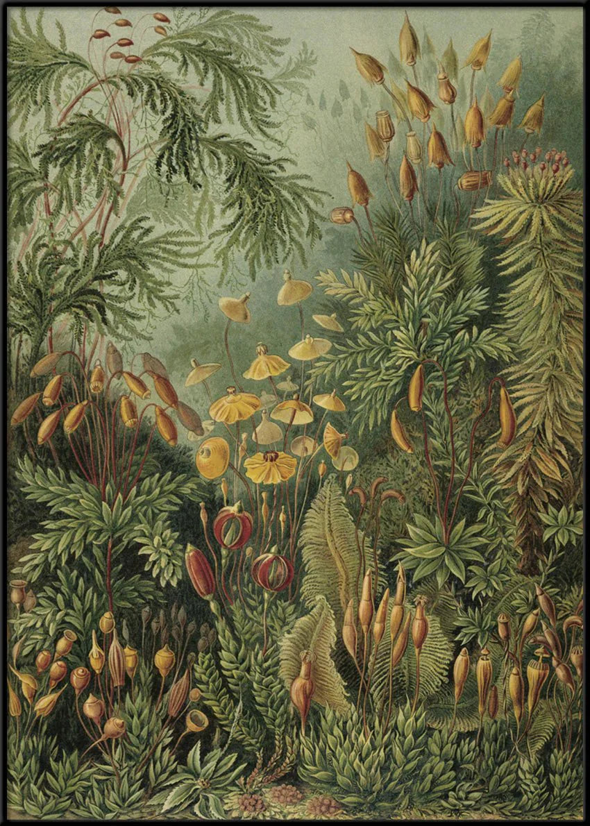 Polytrichum Moss Jungle Botanical Framed Print - BFG 30x40 8216 - Uneeka