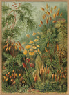 Polytrichum Moss Jungle Botanical Framed Print - OFG 30x40 8216 - Uneeka