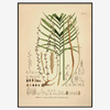Red Barbel Palm Framed Art Print - BFG 50x70 3527 - Uneeka
