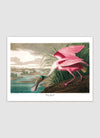 Roseate Spoonbill Framed Print - 50x70 6506 - Uneeka
