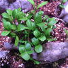 Seedbom Cornflower Power - SSBOM - CP - Uneeka