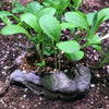 Seedbom Foragebom - SSBOM - FO - Uneeka