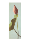 Single Lotus Flower Bud Framed Print - 35x112 9004 - Uneeka