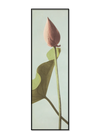 Single Lotus Flower Bud Framed Print - BFP 35x112 9004 - Uneeka