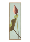 Single Lotus Flower Bud Framed Print - OFP 35x112 9004 - Uneeka