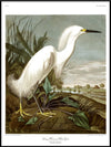 Snowy Heron Framed Art Print - BFG 50x70 6522 - Uneeka