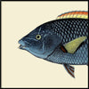 Spotted Wrasse Fish Head Framed Print - BFG 30x30 5613 - Uneeka