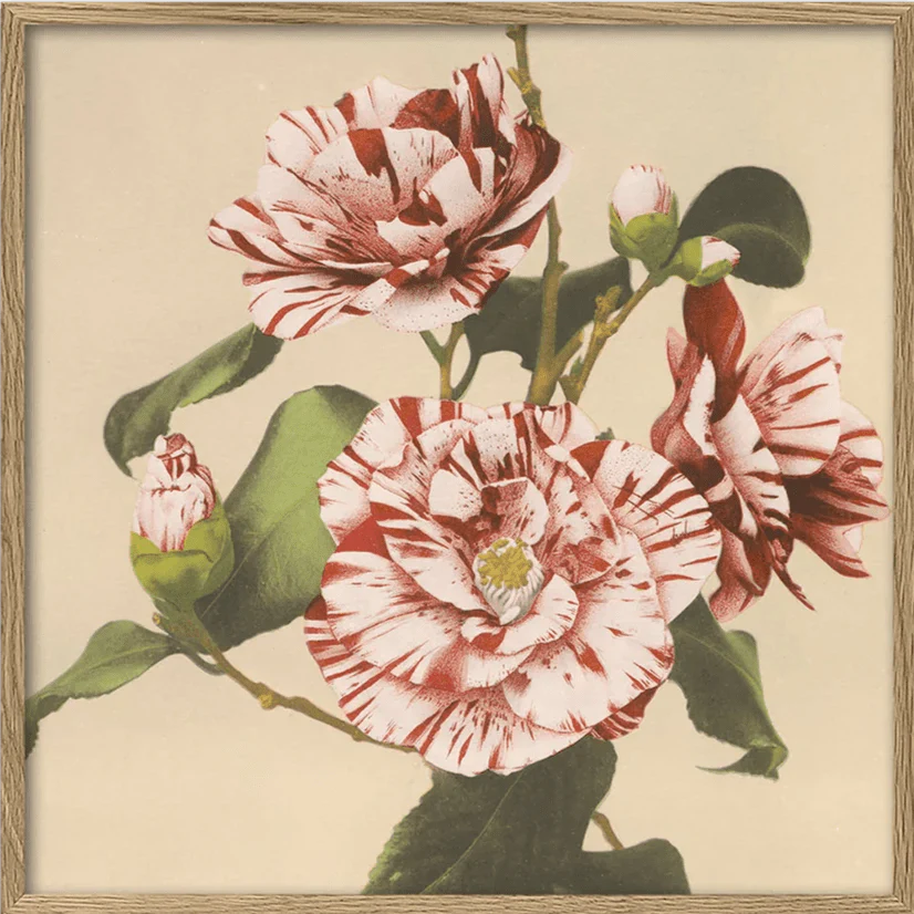 Striped Camelias Floral Framed Art Print - OFG 30x30 9008 - Uneeka