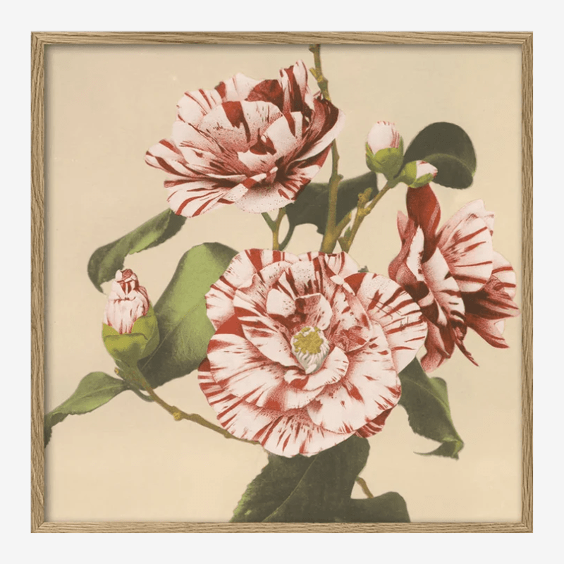Striped Camelias Floral Framed Art Print* - OFG 30x30 9008 - Uneeka