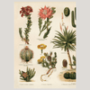 Variety of Cacti Framed Art Print (LEFT) - 30x40 2927L - Uneeka