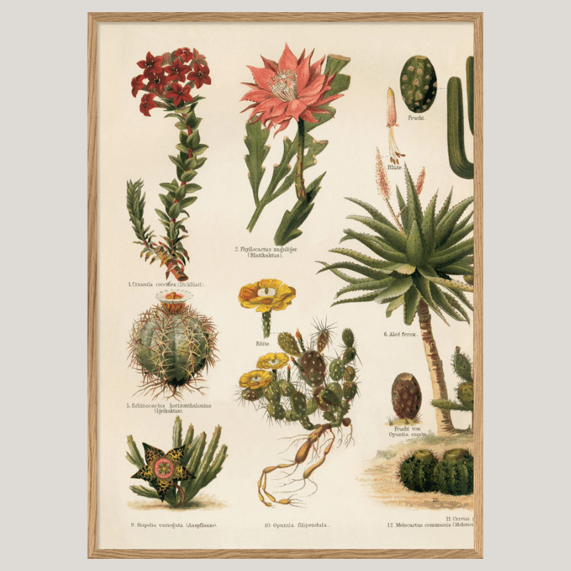 Variety of Cacti Framed Art Print (LEFT) - OFG 30x40 2927L - Uneeka