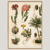 Variety of Cacti Framed Art Print (LEFT) - OFG 30x40 2927L - Uneeka