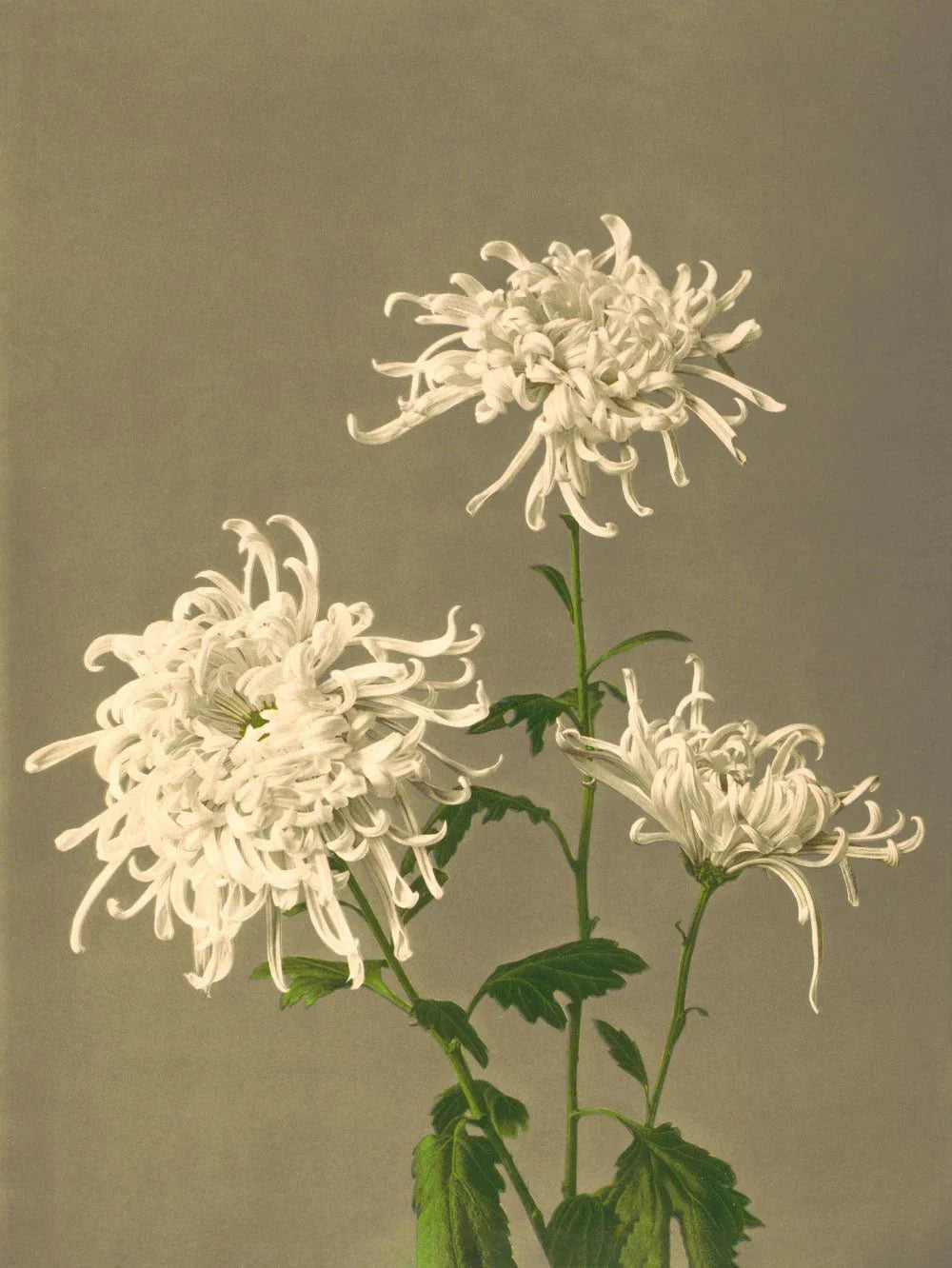 White Chrysanthemum Framed Art Print - 50x70 9000 - Uneeka