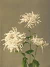 White Chrysanthemum Framed Art Print - 50x70 9000 - Uneeka