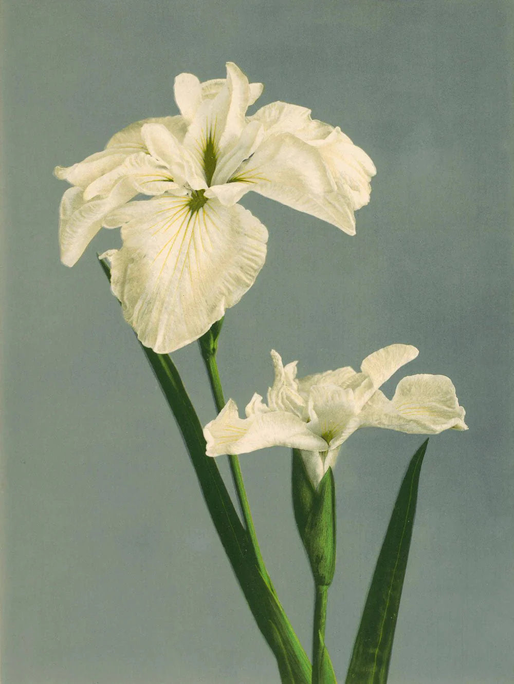 White Iris Laevigata Framed Art Print - 50x70 9001 - Uneeka