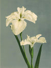 White Iris Laevigata Framed Art Print - 50x70 9001 - Uneeka