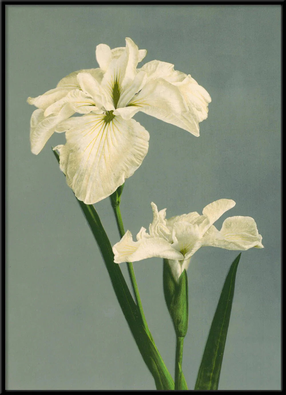 White Iris Laevigata Framed Art Print - BFG 50x70 9001 - Uneeka
