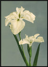 White Iris Laevigata Framed Art Print - BFG 50x70 9001 - Uneeka
