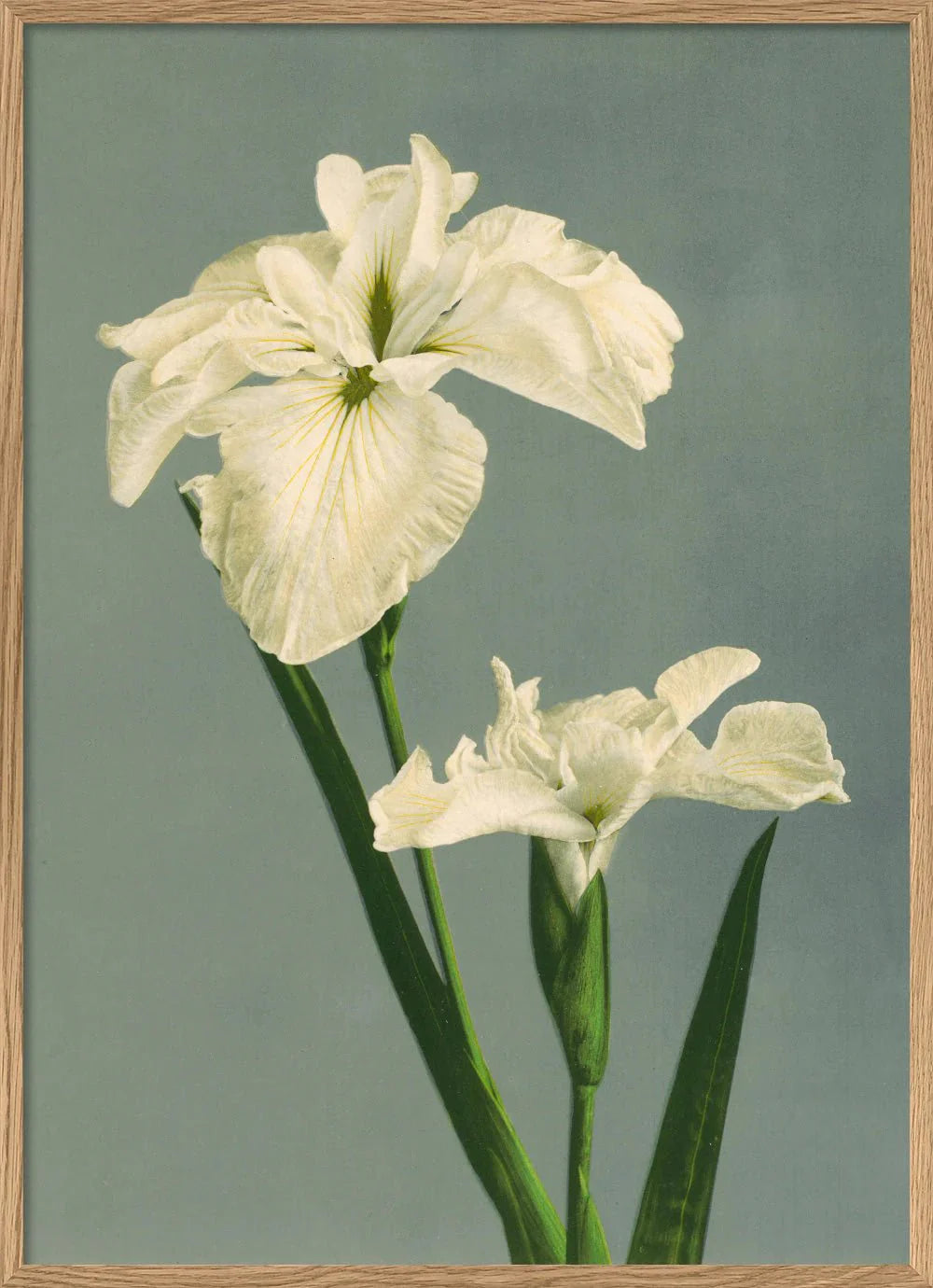 White Iris Laevigata Framed Art Print - OFG 50x70 9001 - Uneeka