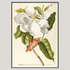 White Magnolia Framed Art Print - BFG 50x70 3713 - Uneeka