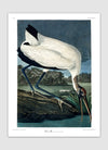 Wood Ibis Framed Art Print - 50x70 6516 - Uneeka