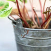 Zinc Mini Bucket - ZON11 - Uneeka